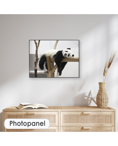 Oso panda Oso panda