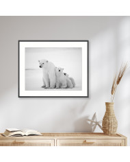 Osos polares, Canadá