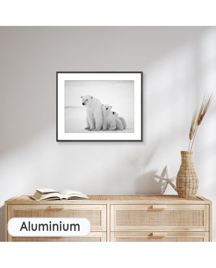 Osos polares, Canadá