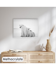 Osos polares, Canadá