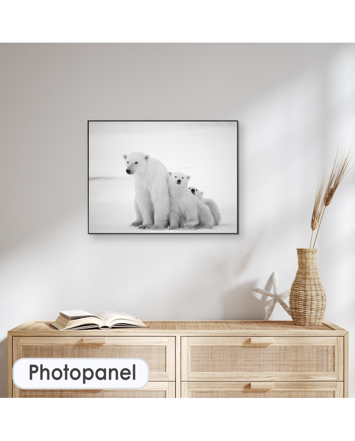 Osos polares, Canadá