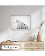 Osos polares, Canadá