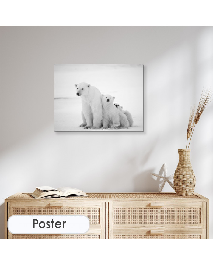 Osos polares, Canadá