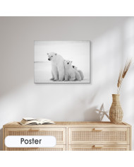 Osos polares, Canadá