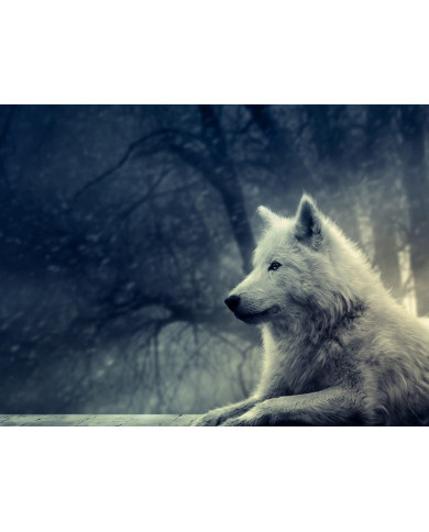 Lobo Lobo