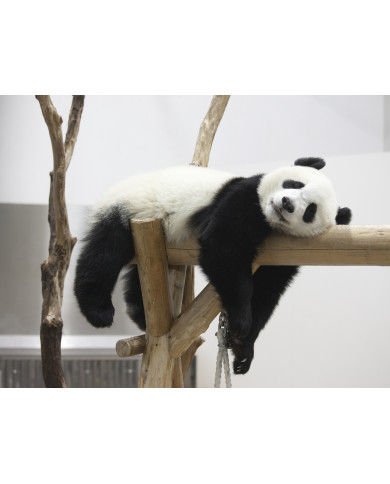 Oso panda Oso panda