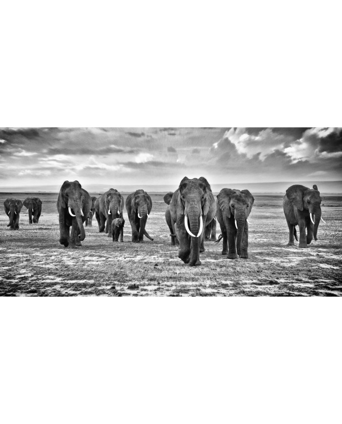 Familia de elefantes, Parque Nacional de Moremi, Bostwana