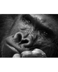Retrato de un leopardo, Parque Nacional Kruger, SudÁfrica