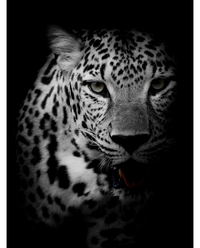 Retrato de un leopardo, Parque Nacional Kruger, SudÁfrica