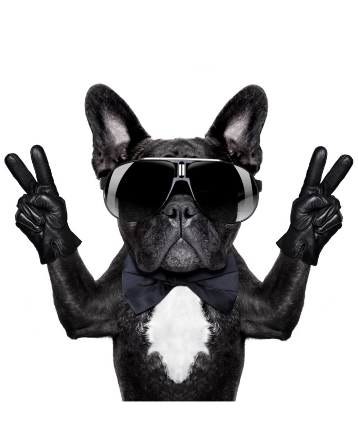 Victoria del buldog francés