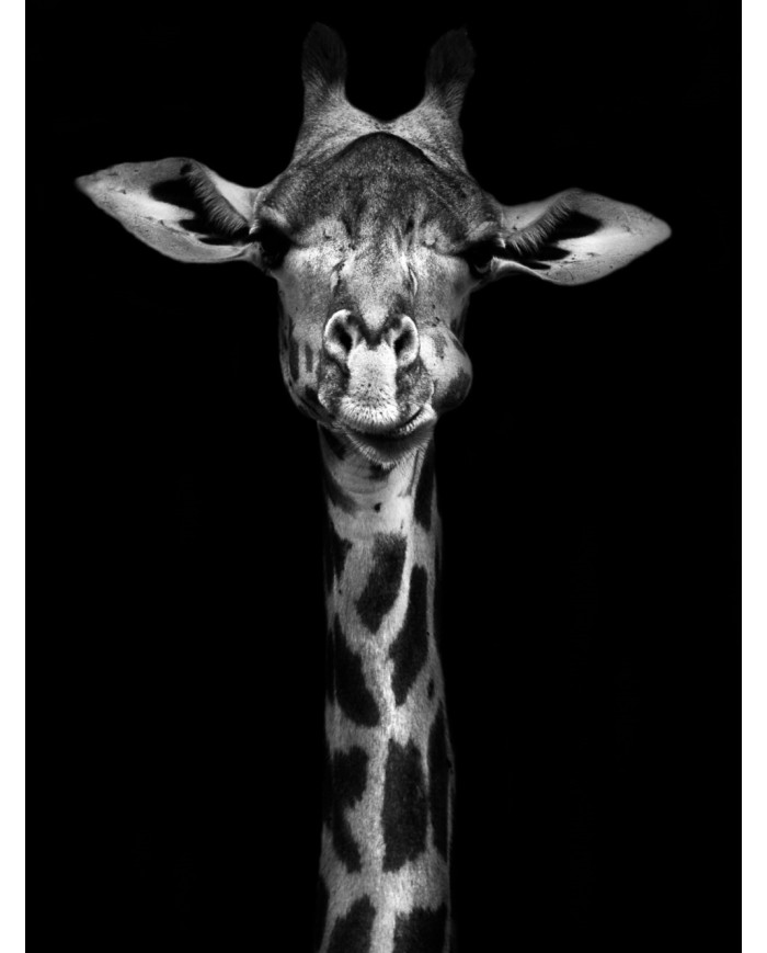 Retrato de una jirafa, Nairobi, Kenia