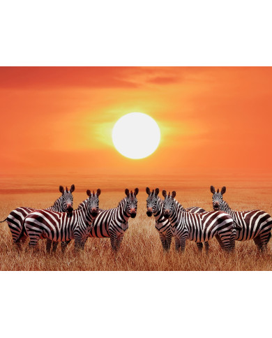 Zebras en el Parque Nacional de Serengueti, Tanzania Zebras en el Parque Nacional de Serengueti, Tanzania