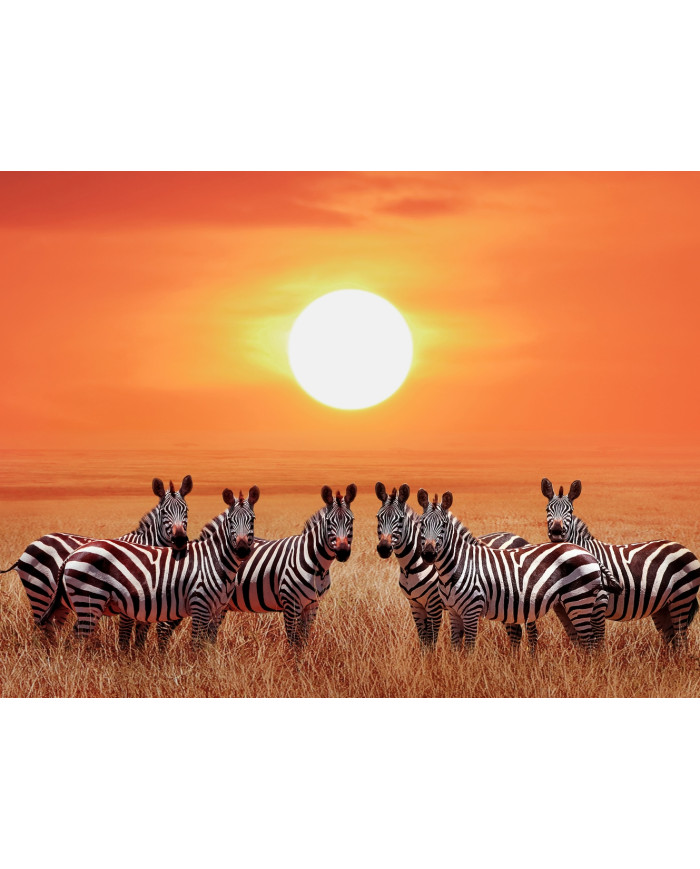Zebras en el Parque Nacional de Serengueti, Tanzania