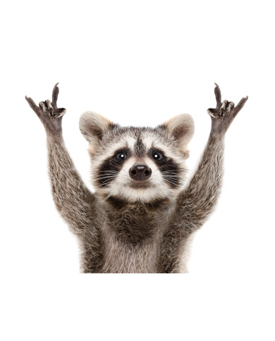 Mapache colega Mapache colega