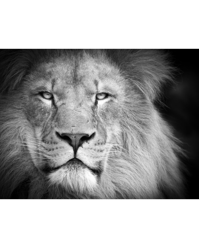 Retrato de un león, Parque Nacional Serengueti, Tanzania