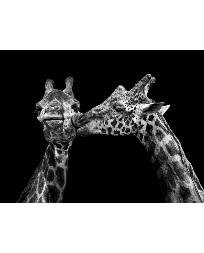 Retrato de jirafas besándose