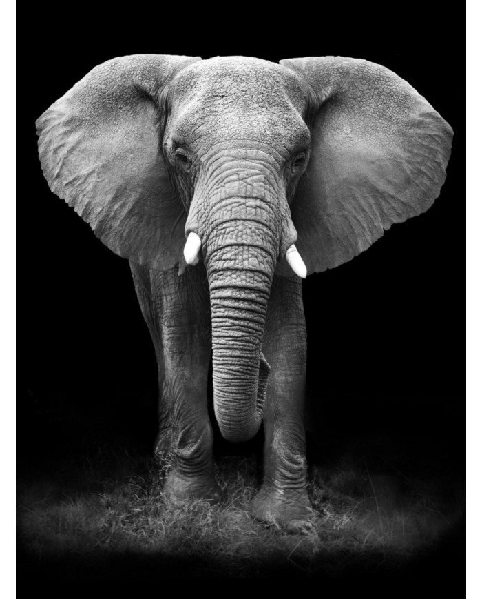 Elefante en la reserva de Gondwana, SudÁfrica