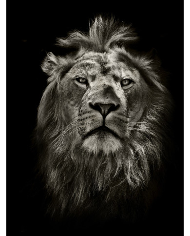 Retrato del león, Parque Nacional Masai Mara, Kenia Retrato del león, Parque Nacional Masai Mara, Kenia