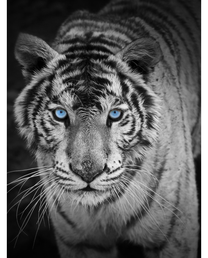 Mirada penetrante del tigre blanco, India