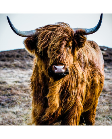 Highlands escocesa Highlands escocesa