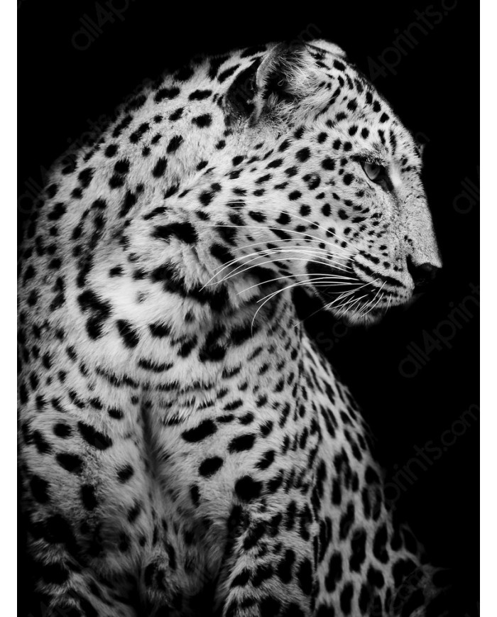 Retrato de un leopardo, Parque Nacional Serengueti, Tanzania