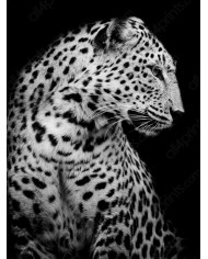 Retrato de un leopardo, Parque Nacional Serengueti, Tanzania