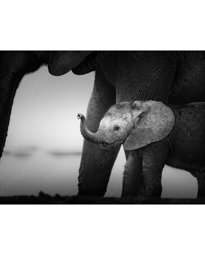 Bebé elefante con su madre, Parque Nacional Serengueti, Tanzania