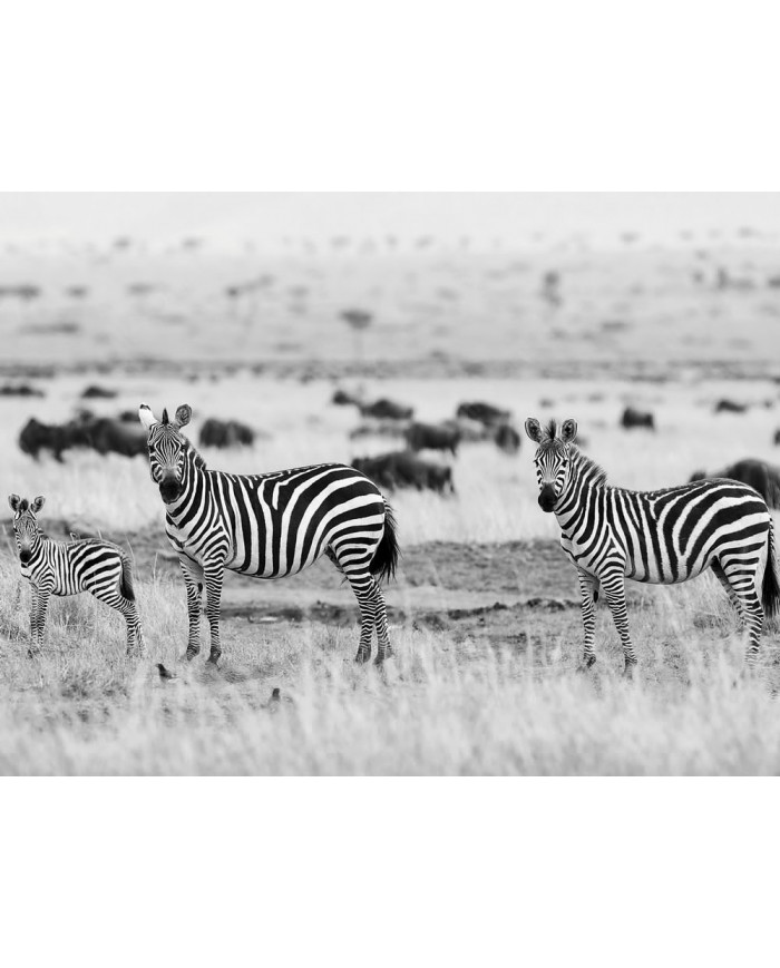 Cebras africanas, Parque Nacional Kruger, SudÁfrica
