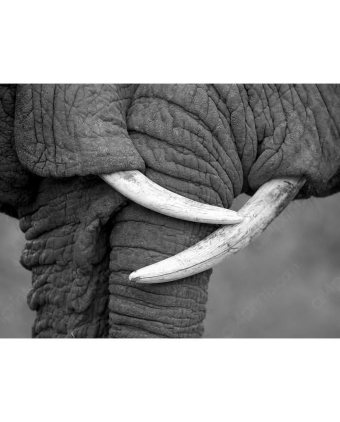 El beso de los elefantes, Parque Nacional Moremi, Botswana