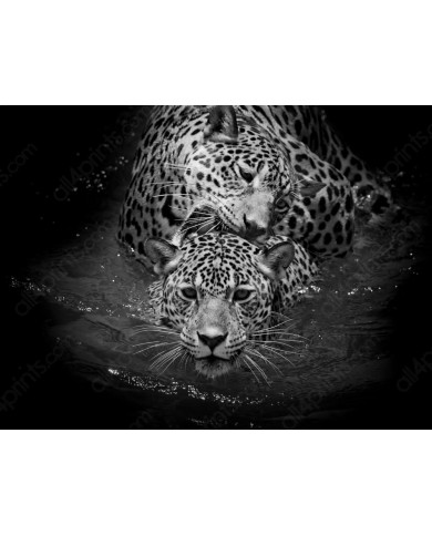 Leopardos nadando, Parque Nacional Serengueti, Tanzania Leopardos nadando, Parque Nacional Serengueti, Tanzania