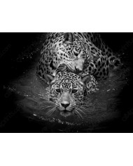 La carrera de las jirafas, Parque Nacional Naironi, Kenia