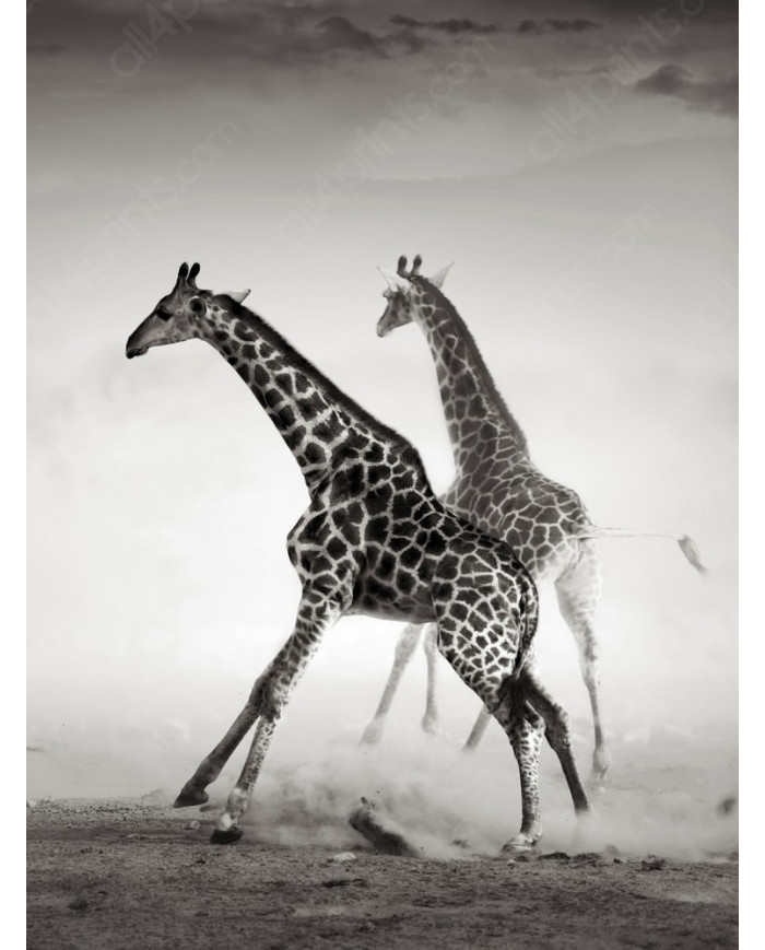 La carrera de las jirafas, Parque Nacional Naironi, Kenia