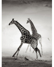 La carrera de las jirafas, Parque Nacional Naironi, Kenia