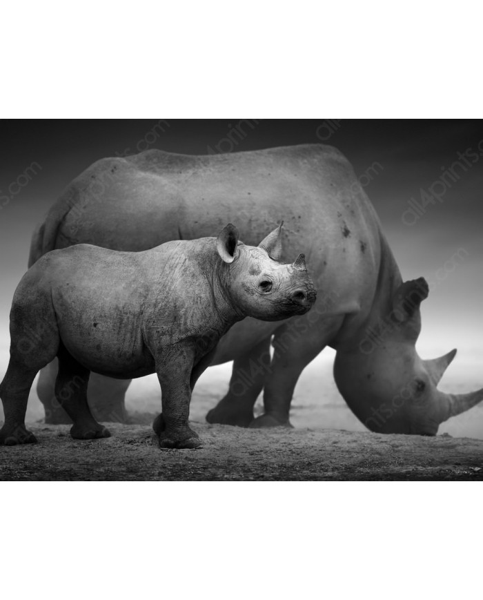 Rinocerontes, Parque Nacional Etosha, Namibia