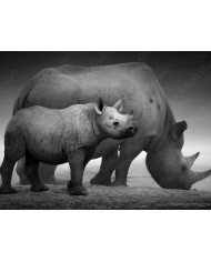 La carrera de las jirafas, Parque Nacional Naironi, Kenia