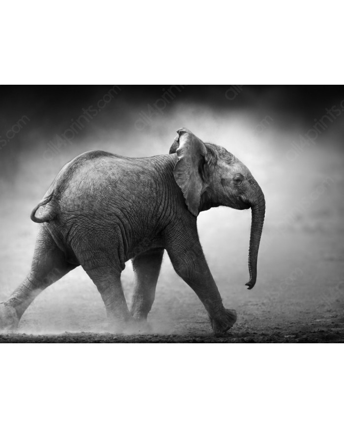 Bebé elefante , Parque Nacional Moremi, Botswana