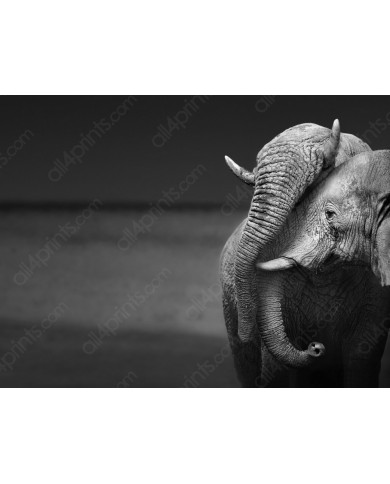 El beso de los elefantes, Parque Nacional Moremi, Botswana El beso de los elefantes, Parque Nacional Moremi, Botswana