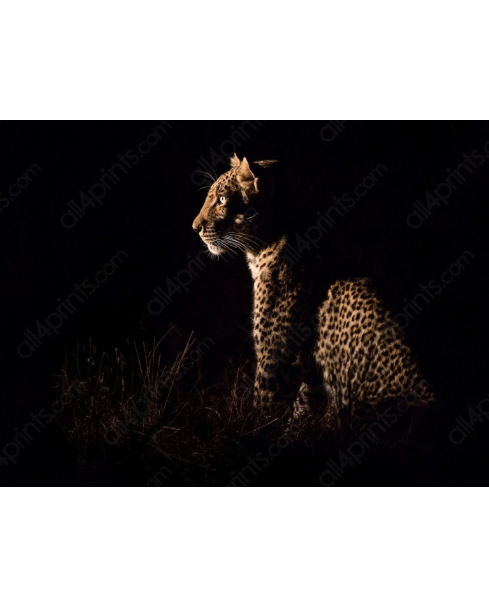 Leopardo sentado esperando a su presa