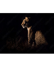 Maasai con su rebaño, Kenia