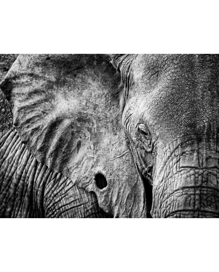 Retrato de un elefante