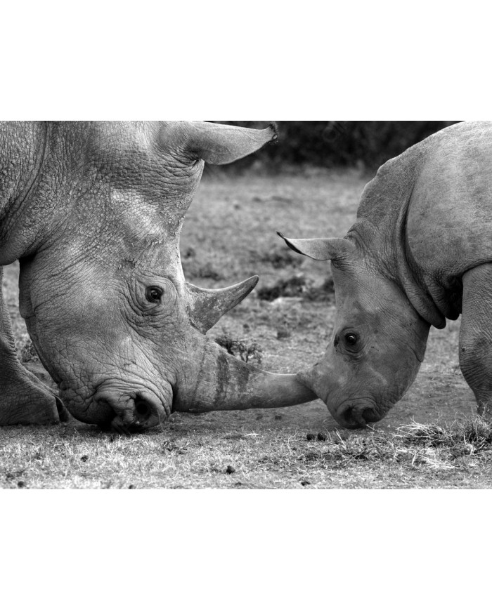 Rinoceronte hembra con su bebé, Parque Nacional Ngorongoro, Tanzania