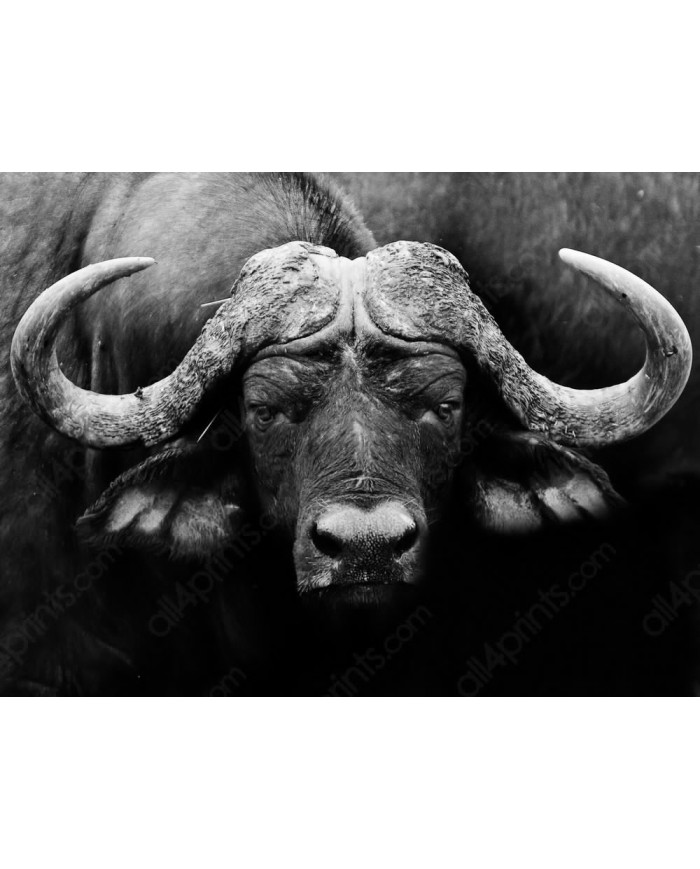 Búfalo africano, Parque Nacional Kruger, SudÁfrica