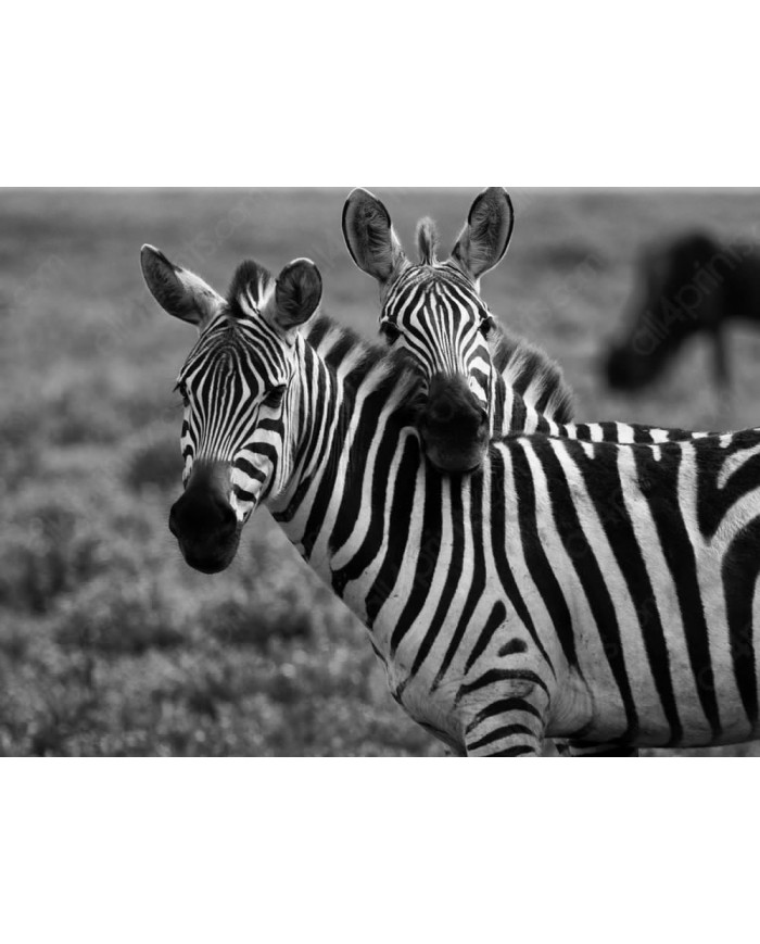 La caricia de la cebra, Serengeti, Tanzania, Africa