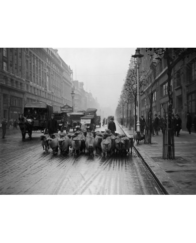Rebaño de ovejas en Kingsway, Londres, 1926 Rebaño de ovejas en Kingsway, Londres, 1926