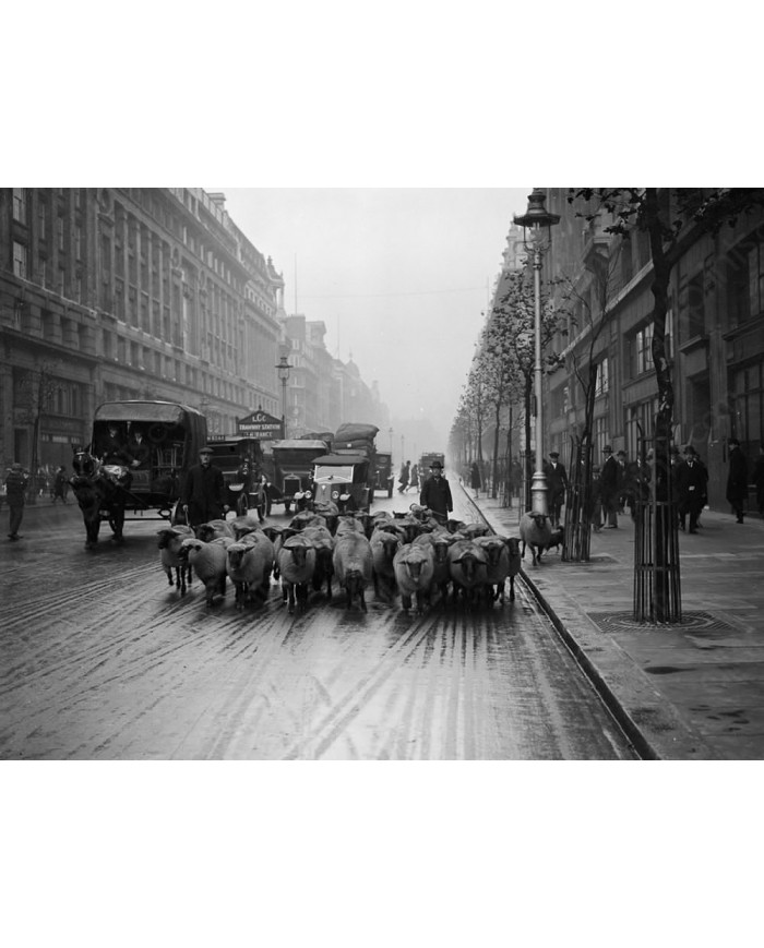 Rebaño de ovejas en Kingsway, Londres, 1926