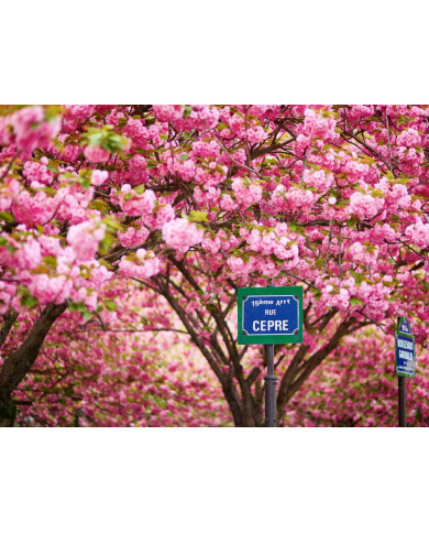 Calle de París en primavera Calle de París en primavera