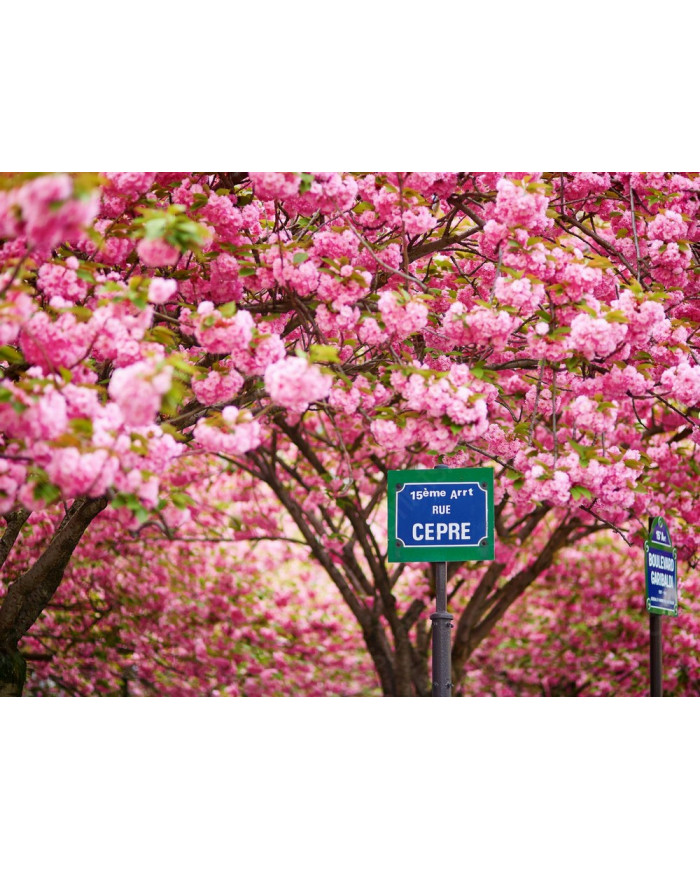 Calle de París en primavera