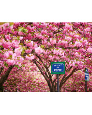 Calle de París en primavera