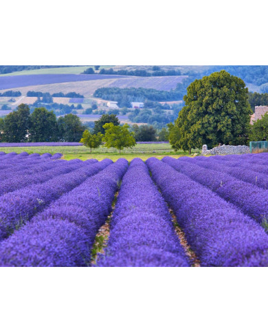 Prados de lavanda, Provenza, Francia Prados de lavanda, Provenza, Francia