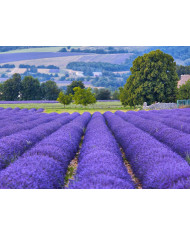 Prados de lavanda, Provenza, Francia